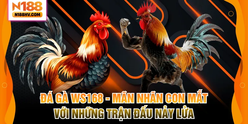 Đá gà WS168